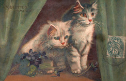 Chat - Cpa Illustrateur - Violette , Timidité - Fleurs Flowers - Katze Cat - Chats
