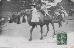 CHAMEAU ET DROMADAIRE - SAHARA - JARDIN D'ACCLIMATATION - Prix Fixe - Parks, Gardens