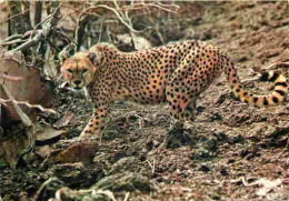 Animaux - Fauves - Guépard - Faune Africaine - Cheetah - CPM - Carte Neuve - Voir Scans Recto-Verso - Autres & Non Classés