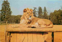 Animaux - Fauves - Lion - Safari Parc Du Haut Vivarais - Zoo - CPM - Voir Scans Recto-Verso - Leeuwen
