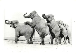 Animaux - Eléphants - Spectacle D'éléphants - Cirque - CPM - Voir Scans Recto-Verso - Elefantes