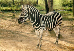 Animaux - Zèbres - Parc Zoologique De Plaisance Du Touch - Zoo - CPM - Carte Neuve - Voir Scans Recto-Verso - Zèbres