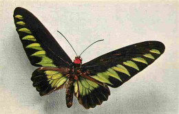 Animaux - Papillons - Ornithoptera Brookeana - Carte édité Par Le Comité National De L'enfance - Numéro 3 - Carte Neuve  - Mariposas