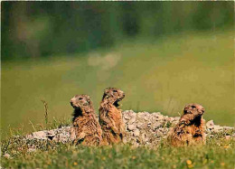 Animaux - Marmottes - CPM - Voir Scans Recto-Verso - Altri & Non Classificati