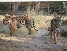 Animaux - Fauves - Tigre - Parc Zoologique Safari De Fréjus - Zoo - CPM - Voir Scans Recto-Verso - Tijgers