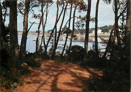 56 - Ile De Berder - En Larmor Baden - La Baie - CPM - Voir Scans Recto-Verso - Autres & Non Classés