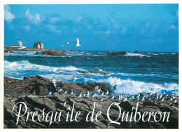 56 - Presqu'Ile De Quiberon - CPM - Voir Scans Recto-Verso - Quiberon