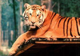 TIGRE ROYAL  Du BENGALE ( Parc De Saint Vrain 91   (   21618 ) - Tigres