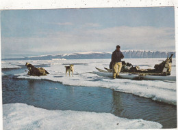 GROENLAND..SUKKERTOPPEN (ENVOYE DE) CPSM. " FANGER .THULE " ANIMATION. CHIEN . ANNEE 1971 + TEXTE + TIMBRE+ - Greenland