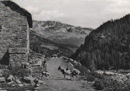 AD363 Cartolina Da Identificare - Paesaggio Montano - Pastorella Con Capre / Viaggiata 1955 - Other & Unclassified