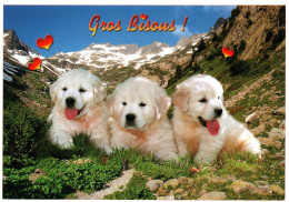 CHIEN  Chiots Des Pyrénées  Gros Bisous    ( 21606) - Chiens