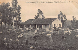 PHILIPPEVILLE Skikda - Ecole D'Agriculture, L'exploitation En Ferme De L'école - Skikda (Philippeville)