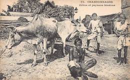 India - CHANDERNAGOR Chandannagar - Zebus And Hindu Peasants - Publ. Messageries Maritimes 72 - Inde
