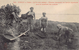 Vietnam - DOSON - Femmes Ramassant Des Herbes Aquatiques Pour La Nourriture Des Cochons - Ed. P. Dieulefils 353 - Viêt-Nam