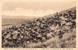 Israel - BETH ALPHA - The Herd On The Land Of K.K.L. - Publ. Eliahu Bros. 9 - Israele