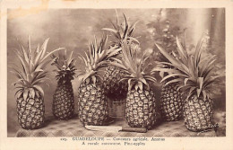 Guadeloupe - Concours Agricole - Ananas - Ed. P. Candalen 225 - Other & Unclassified