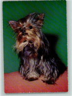 12093108 - Hunde  Suesser Yorkshire Terrier - Chiens