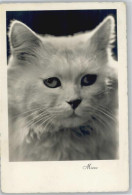 12004808 - Katzen Weisse Katze - 1939 Foto AK - Cats
