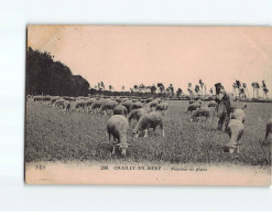 CHAILLY EN BIERE : Moutons En Plaine - état - Autres & Non Classés
