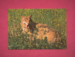 Fauna Del Parco Nazionale D'Abruzzo. Lupo Appenninico- Standard Size Post Card, Divided Back, Ed. No. Igi, Roma. - Other & Unclassified