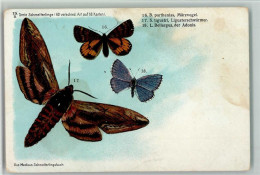 13023209 - Schmetterlinge Aus Medicus - Schmetterlinge