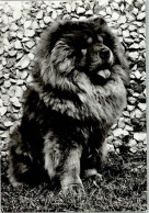 10143009 - Chow Chow Chow Chow - Honden