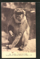 AK Blida, Georges De La Chiffa, Un Familier De L`Hôtel Du Ruisseau Des Singes  - Monkeys