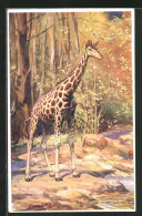 AK Giraffe In Der Savanne, Giraffe Camelopardalis  - Giraffe