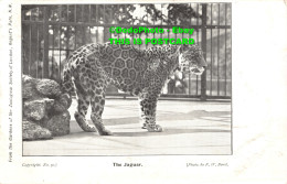 R346022 The Jaguar. From The Gardens Of The Zoological Society Of London. No. 40 - Other & Unclassified