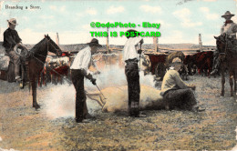 R346051 Branding A Steer. Postcard. 1912 - World