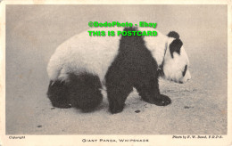 R346052 Whipsnade. Giant Panda. F. W. Bond. F. R. P. S. From Whipsnade Park. The - World