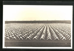 AK Saaz, Landes-Turnfest 1933  - Tschechische Republik