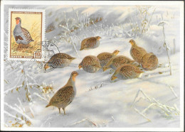 Russia Birds Maxi Card 1958. Grey Partridge - Tarjetas Máxima