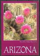 Arizona, Strawberry Hedgehog Cactus, Unused - Autres & Non Classés
