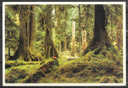 Washington, Rain Forest, Olympia National Park, Unused - Other & Unclassified