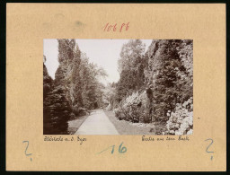 Fotografie Brück & Sohn Meissen, Ansicht Klösterle A. D. Eger, Partie Im Dicht Bewachsenen Park  - Places