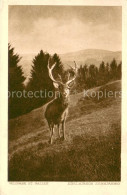 13735727 St Gallen SG 10jaehriger Edelhirsch Im Wildpark St Gallen St Gallen SG - Andere & Zonder Classificatie