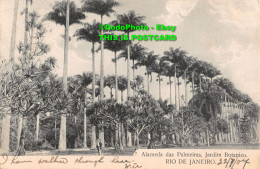 R347734 Rio De Janeiro. Alameda Das Palmeiras. Jardim Botanico. 1907 - Monde