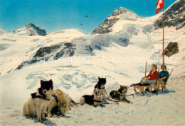 13718377 Jungfraujoch 3457m BE Hundeschlitten Berner Alpen  - Other & Unclassified