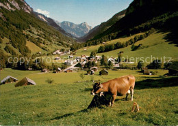 13627809 Weisstannen Landschaftspanorama Viehweide Almvieh Alpen Weisstannen - Otros & Sin Clasificación