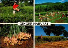 14-5-2024 (5 Z 1) Australia  (not Posted) QLD - Ginger Harvest - Cultivation