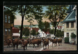 AK Braunlage /Harz, Viehtrieb Im Ortskern  - Andere & Zonder Classificatie