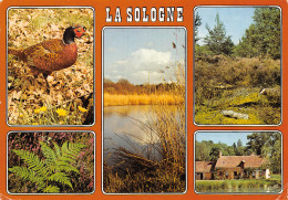 41-LA SOLOGNE-N°4177-A/0399 - Other & Unclassified