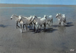 13-CAMARGUE-N°4179-A/0187 - Sonstige & Ohne Zuordnung