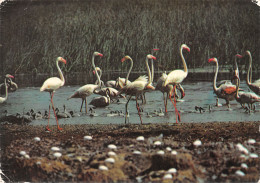 11-FLAMANTS ROSES-N°4181-C/0069 - Andere & Zonder Classificatie