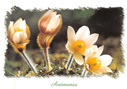 39-ANEMONES-N°4184-A/0065 - Andere & Zonder Classificatie