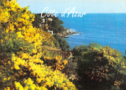 83-LA COTE D AZUR-N°4185-C/0089 - Autres & Non Classés