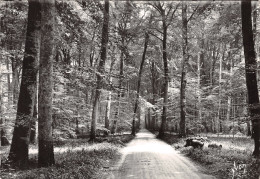 77-FONTAINEBLEAU-N°4187-A/0243 - Fontainebleau