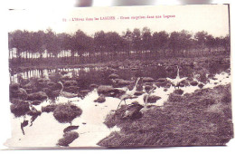 40 - LANDES - GRUES Dans Une LAGUNE En HIVER - - Other & Unclassified