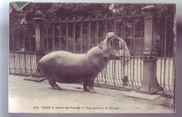75 - PARIS - JARDIN Des PLANTES - HIPPOPOTAME Du SENEGAL - - Parcs, Jardins